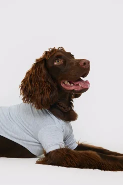 Plain Jersey Dog PJ